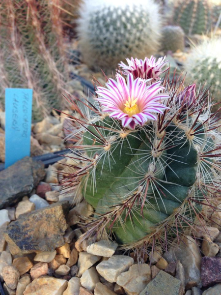 Файл:Thelocactus lauseri 4.jpg