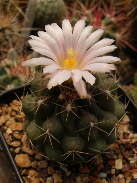 Файл:Thelocactus tulensis.jpg