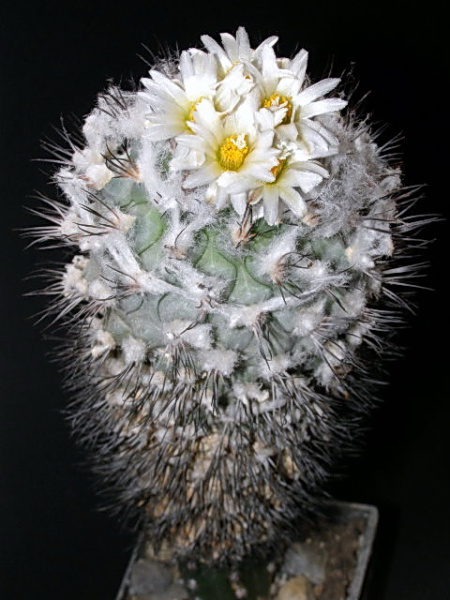 Файл:Turbinicarpus gielsdorfianus asensi.jpg