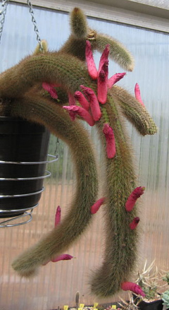 Cleistocactus brookeae ssp. vulpis-cauda.jpg