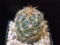 Coryphantha potosiana.JPG