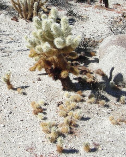 Файл:Cylindropuntia bigelovii 7.JPG