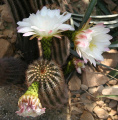 Echinopsis schickendantzii