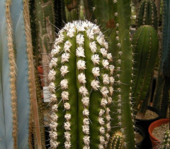 Eulychnia breviflora - wikipedia.jpg