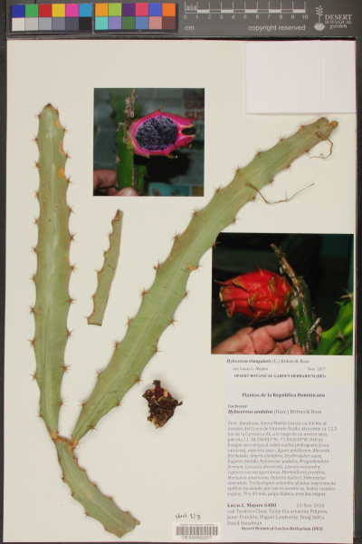 Файл:Hylocereus triangularis DES82207.jpg