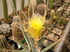 Leuchtenbergia principis 1.jpg