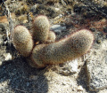 Mammillaria dioica 6.JPG