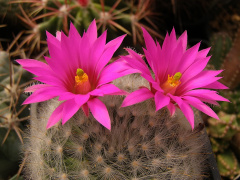 Mammillaria guelzowiana 5.jpg