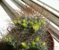Mammillaria rekoi ssp. leptacantha2.jpg