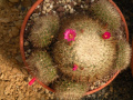 Mammillaria varieaculeata 175.jpg