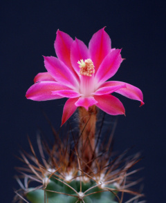 Matucana krahnii 1.jpg