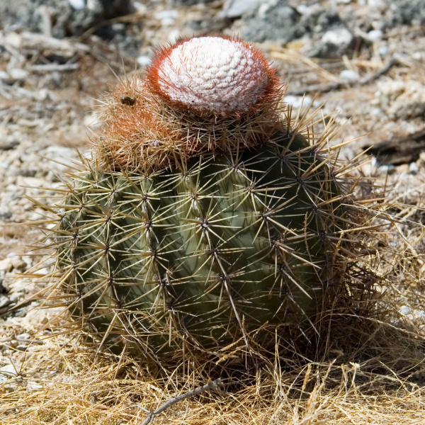 Файл:Melocactus macracanthos 2.jpg