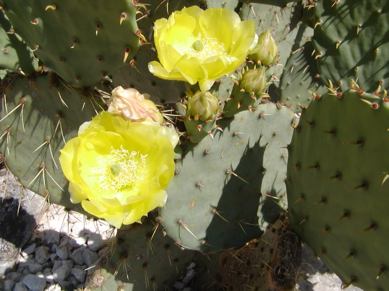 Файл:Opuntia engelmannii.jpg