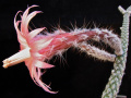 Peniocereus lazaro-cardenasii