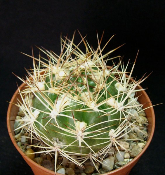Файл:Rebutia neocumingii ssp. lanata.jpg