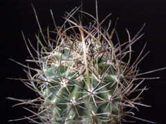 Sclerocactus spinosior ssp. spinosior.jpg