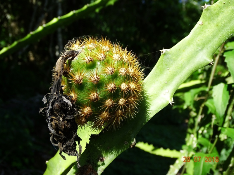 Файл:Selenicereus tricae.jpeg