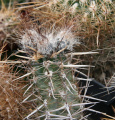 Austrocactus fruits