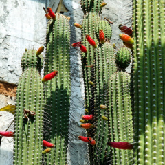 Cleistocactus laniceps 1.jpg