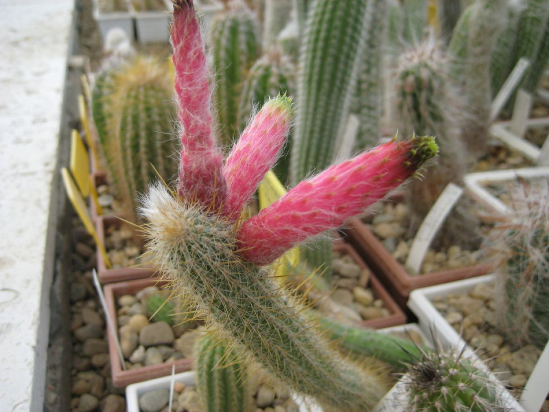 Файл:Cleistocactus smaragdiflorus.jpg
