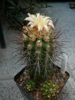Copiapoa taltalensis ssp. taltalensis 2.jpg