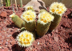 Coryphantha erecta.JPG