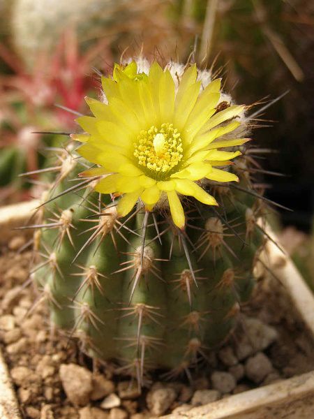 Файл:Eriosyce islayensis ssp. islayensis 6.jpg