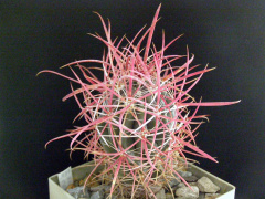 Ferocactus cylindraceus ssp. lecontei.JPG