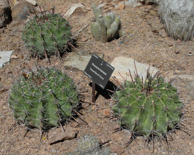Файл:Ferocactus herrerae 3.JPG