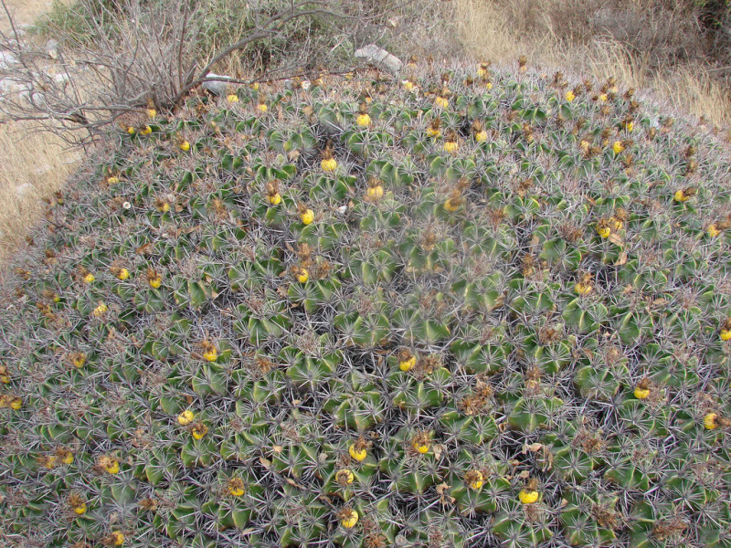 Файл:Ferocactus robustus 0.jpg