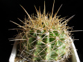 Ferocactus schwarzii 3.jpg