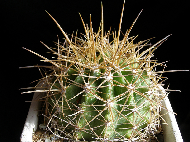 Файл:Ferocactus schwarzii 3.jpg