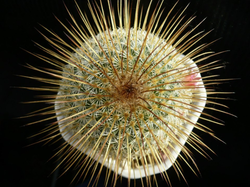 Файл:Mammillaria dixanthrocentron.jpg