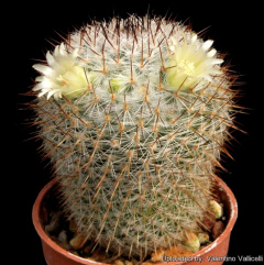 Mammillaria halbingeri 69.jpg