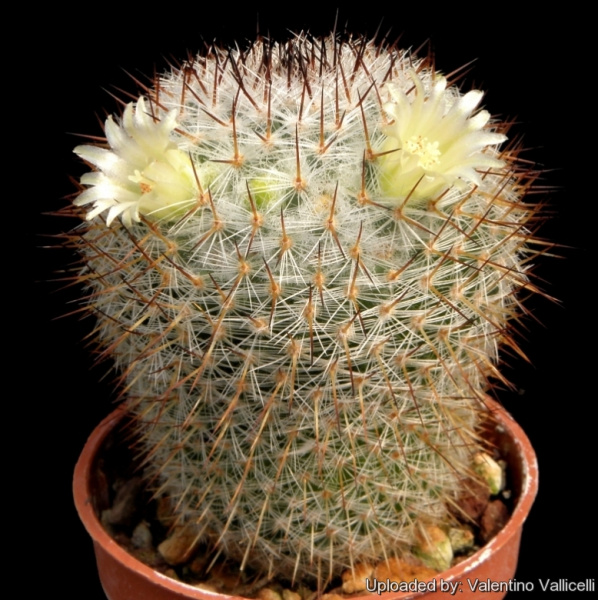 Файл:Mammillaria halbingeri 69.jpg