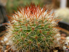 Mammillaria spinosissima.jpg