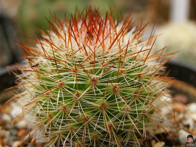 Файл:Mammillaria spinosissima.jpg