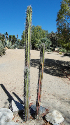 Pachycereus tepamo 1.JPG