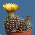 Parodia alacriportana v. brevihamata 17737.jpg