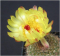 Parodia concinna 02.jpg