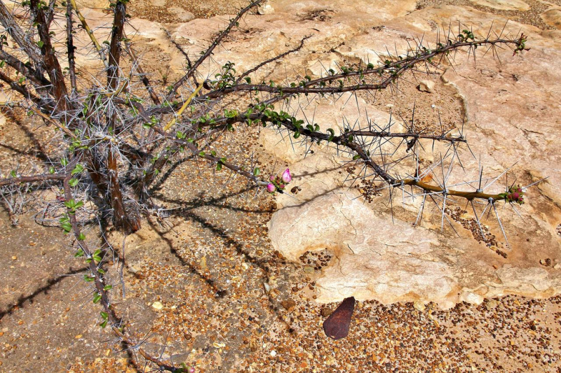 Файл:Pereskia bahiensis 0.jpg