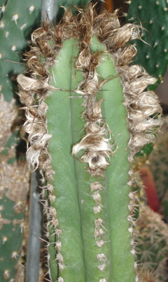 Pilosocereus floccosus Byles & Rowley.JPG