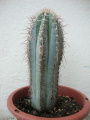 Pilosocereus lanuginosus