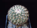 Turbinicarpus saueri ssp. nelissae var. ysabelae.JPG