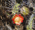 Austrocylindropuntia subulata exaltata 6.jpg