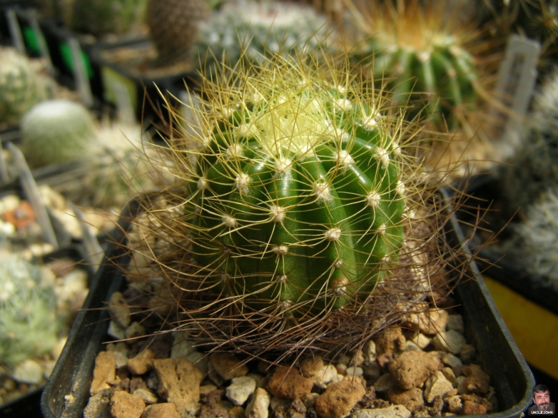 Файл:Coleocephalocereus aureus 2.jpg