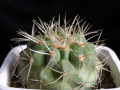 Copiapoa cinerea ssp. haseltoniana 1.jpg
