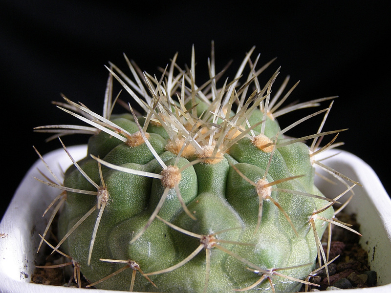 Файл:Copiapoa cinerea ssp. haseltoniana 1.jpg