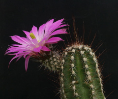 Echinocereus palmeri ssp. palmeri.JPG
