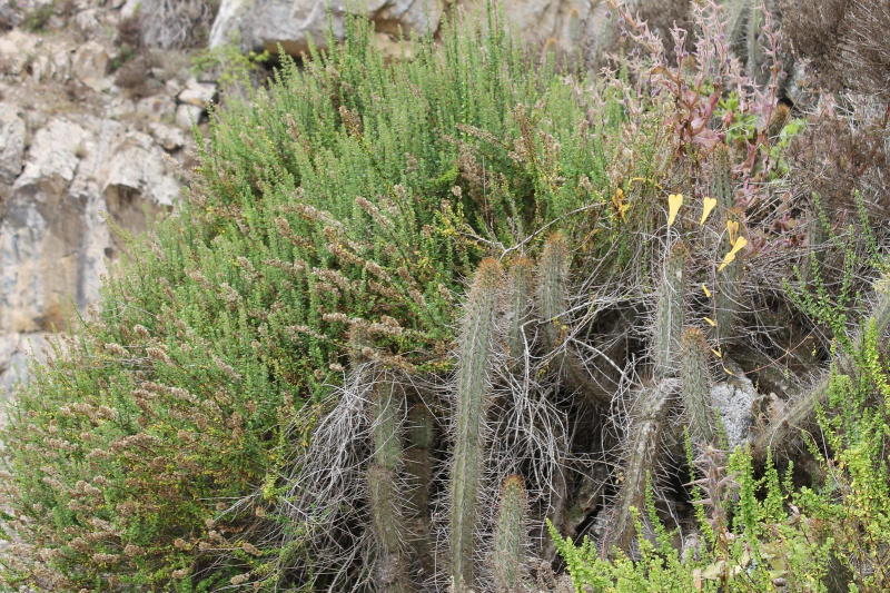 Файл:Echinopsis deserticola 2h.jpg
